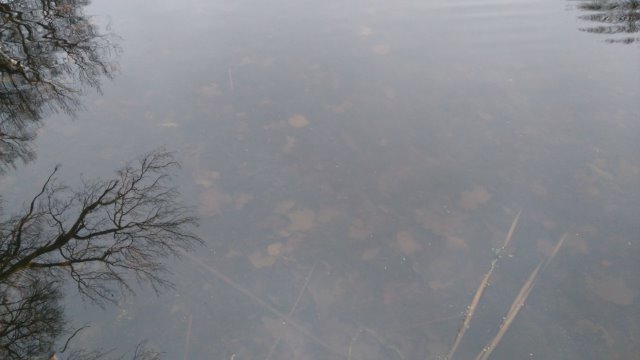 D:\Документы\Работа\2017-2018 н.р\МАН\Матеріали до МАН. Гідрологічна характеристика озера Клешня\Фотоматеріали озера Клешня\13.12.2017\DSC_0417.JPG